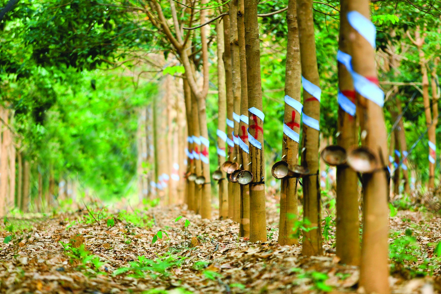 PHÂN TÍCH NGÀNH CAO SU TỰ NHIÊN